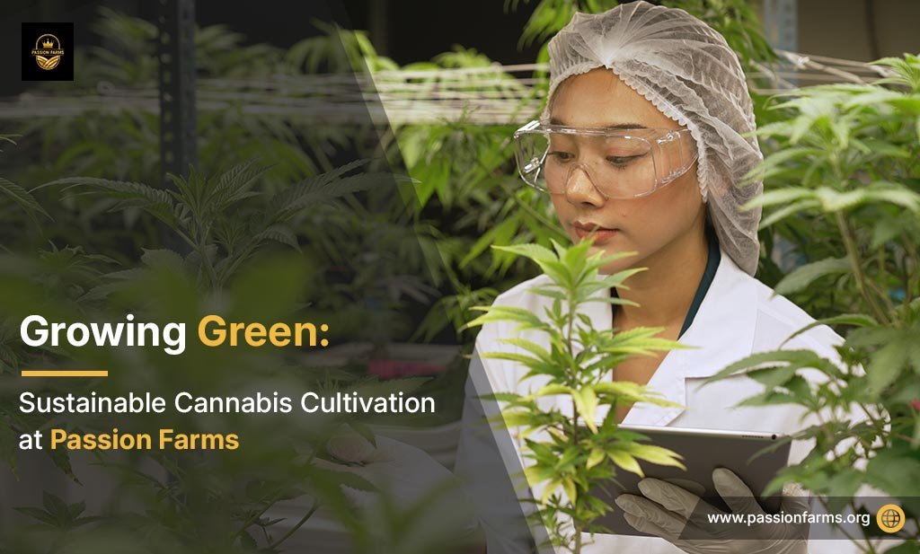 Sustainable Cannabis Cultivation for a Greener Future