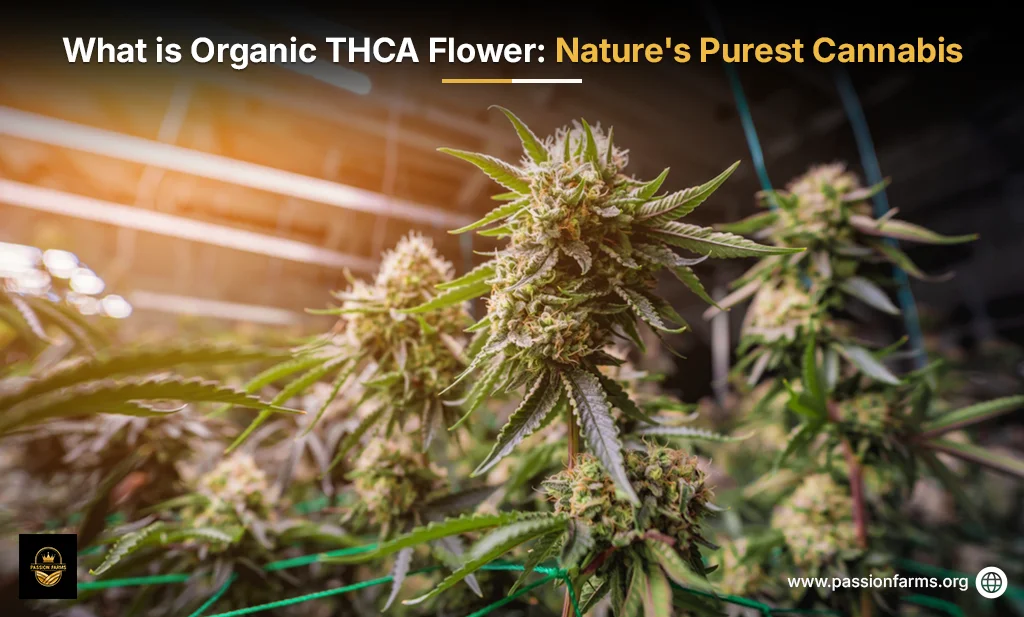 What is Organic THCA Flower - A Guide to understand